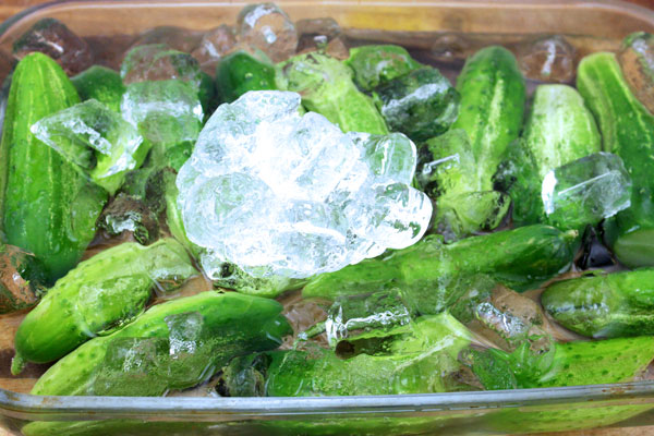icing-pickling-cucumbers-before-fermentation