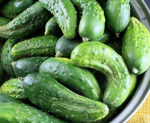 pickling-cucumbers