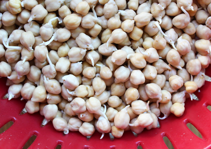 Sprouted Chickpeas