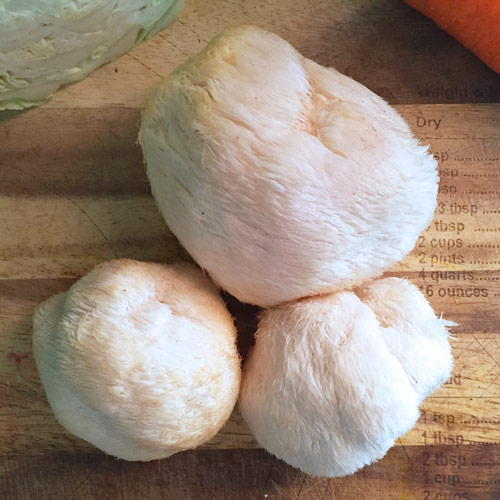 Pom Pom Mushrooms